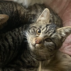 去勢手術済み　生後6〜8ヶ月くらい　可愛い男の子の猫ちゃんです　...