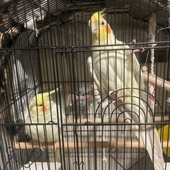 オカメインコ　決定しました。