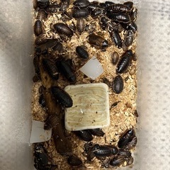 爬虫類、奇虫　餌用デュビア　　取引相手決定しました