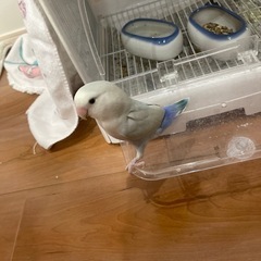 さくらインコ　ほぼ決まってます
