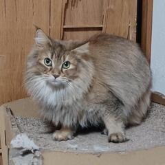 サイベリアンフォレストキャット(女子3歳半)差し上げます - 猫