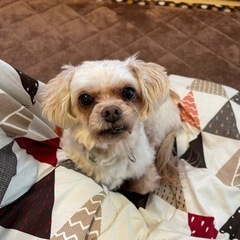 【正式譲渡　多数ご応募ありがとうございました】7歳mix犬　譲渡費用はいただきません。 − 埼玉県