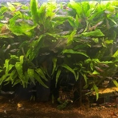 水草の販売です 熱帯魚 水槽