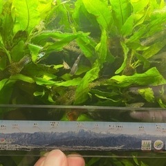 水草の販売です 熱帯魚 水槽の画像