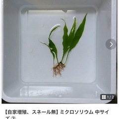 水草の販売です 熱帯魚 水槽の画像