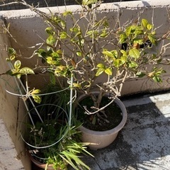 植木鉢 選び放題 1つからでも可能スイセン 他多数 お花が咲きますの画像