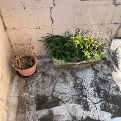 植木鉢 選び放題 1つからでも可能スイセン 他多数 お花が咲きますの画像