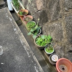 植木鉢 選び放題 1つからでも可能スイセン 他多数 お花が咲きますの画像