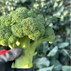 ブロッコリー狩り★体験★楽しい★食べ放題