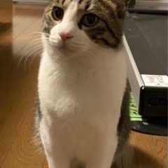 キジトラ白猫を探しています