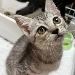 里親様決まりました　子猫ちゃん