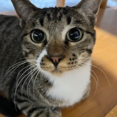 キジ白のラッキーくん