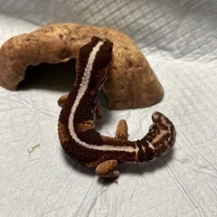 ｢受付終了｣ニシアフリカトカゲモドキ