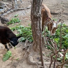 ヤギ・エミュー・鶏たちへの餌やり（エサご持参の上）