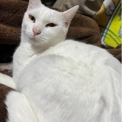 家の都合上飼えなくなったので里親募集です