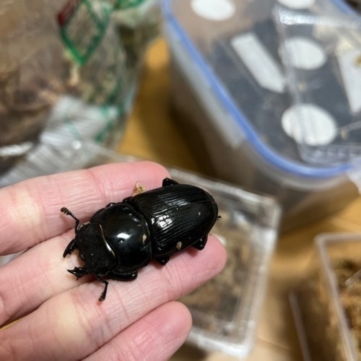 ホペイオオクワガタ　極太血統
