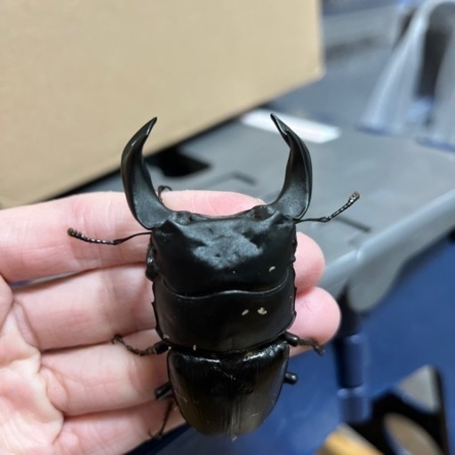 ホペイオオクワガタ　極太血統