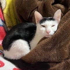 家の都合上飼えなくなったので里親募集の画像