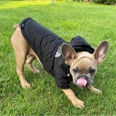【新品未使用】犬 服 犬の服 【黒s/2xl/3xl】【赤🟥s/2xl/3xl】パーカー ペットウェア 小型犬 服ペット服 秋冬 ドッグウェア 防寒着 防水 防風 の画像