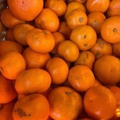 キャンセル 1ケース出ました 1/30出荷の規格外みかん 晩生品...