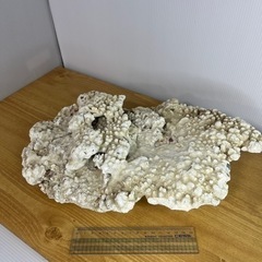 飾りサンゴ　白化サンゴ レイアウト 飾り 