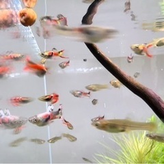 グッピー5ペア+おまけメス5匹 熱帯魚 メダカの画像