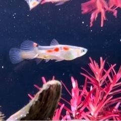 グッピー5ペア+おまけメス5匹 熱帯魚 メダカの画像