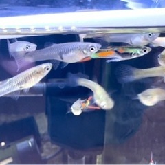 グッピー5ペア+おまけメス5匹 熱帯魚 メダカの画像