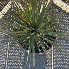 ユッカ ロストラータ アガベ ヤシ【引き取り限定】
