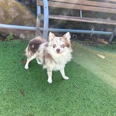 チワワ交配引退犬男の子