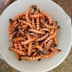 レッドミルワームの画像