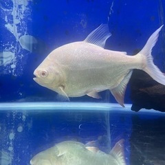 アルビノコロソマ