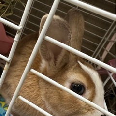 ミニウサギ　動物好きの里親募集