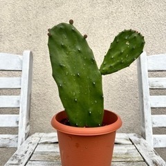 ウチワサボテン①　ガーデニングの画像