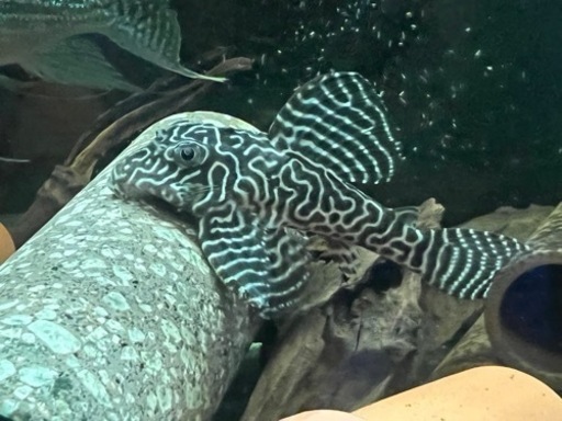 取り引き中　プレコ  熱帯魚