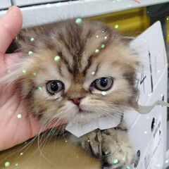 11月生ネヴァマスカレード♂＆フォールデックス♂　3/3(日)譲渡会(⋈◍＞◡＜◍)。✧♡  - 大田区