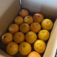 国産！！　ルビーグレープフルーツ　無農薬　約3.2kg  16個入り　②の画像