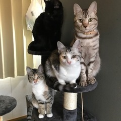 【交渉中】保護猫の里親募集の画像