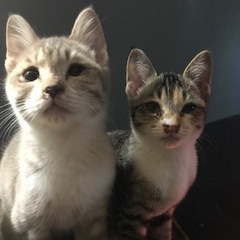 【交渉中】保護猫の里親募集 - 富山市