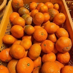 みかん(訳あり・加工用)コンテナ1杯(約20キロ)