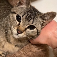 とにかく甘えん坊！ゴロスリの春くん