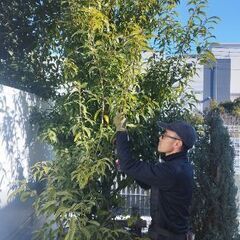 ✨✨✨シマダ造園✨✨😊庭木の剪定、伐採、スッキリさっぱり致します👍 - 剪定/造園