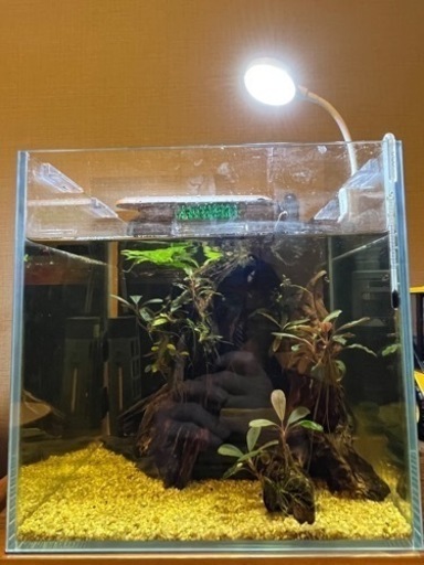 コリドラス飼育25cmキューブレイアウト水槽セット