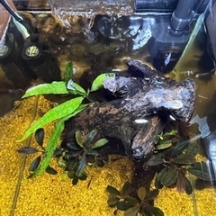コリドラス飼育25cmキューブレイアウト水槽セットの画像