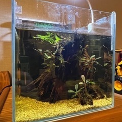 コリドラス飼育25cmキューブレイアウト水槽セットの画像