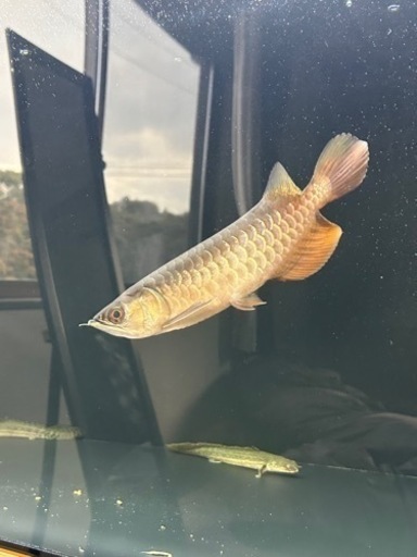 熱帯魚