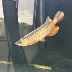 熱帯魚の画像