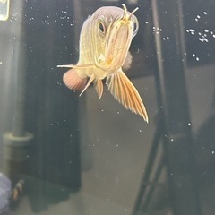 熱帯魚