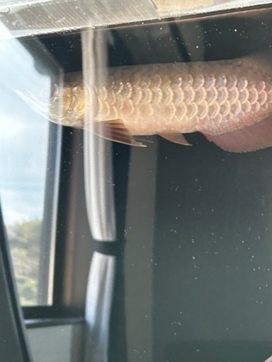 熱帯魚