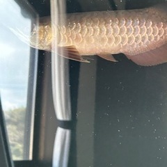 熱帯魚の画像